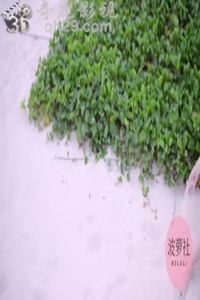 [BoLoLi波萝社] 2015.05.08 HD.004 刘娅希