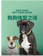 狗狗体型之谜