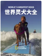 世界灵犬大全