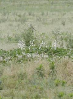 繁花六月